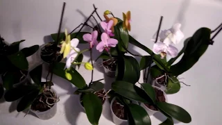 Душ для орхидей как полив и спасение от вредителей.Shower for orchids as saving from pests.