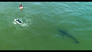 Two Kids Swim Near a Great White Shark & People May Be Fishing For White Sharks in California