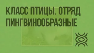 Класс птицы. Отряд Пингвинообразные. Видеоурок по биологии 7 класс