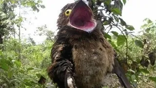 Исполинский Козодой и Кукабарра! Невероятные птицы которые могут напугать