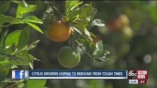 Citrus growers hope for rebound