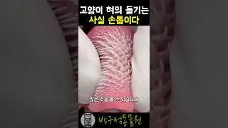 고양이 혀의 돌기들이 사실 손톱인이유💅🏻