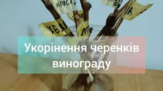 Укорінення черенків винограду. Самий простий спосіб.