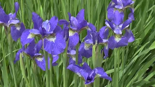 How to transplant and plant IRISES correctly. All the NUANCES. #flowers #subtitles #ukraine  #plants