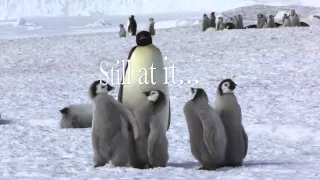 Life in the emperor penguin colony