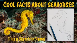 Cool Facts About Seahorses and How to Draw Them