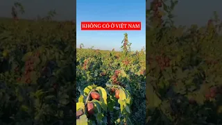 Những cảnh tượng này sẽ không bao giờ xuất hiện tại Việt Nam với những cây táo tàu 📞: 092.391.2111