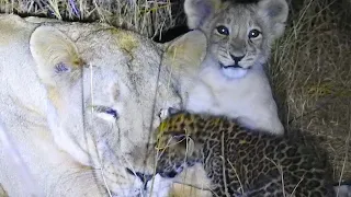 Казалось бы, котёнок леопарда был обречён, но львица приняла его в семью!
