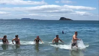 Swimmers at Coromandel Beach, NZ Run Out of Water as Orcas Come Close to Shore