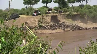 Wildebeest Mara River Migration Crossing