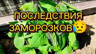 Заморозки не обошли стороной 🍀