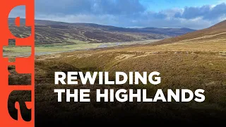 Rewilding the Scottish Highlands | ARTE.tv Documentary