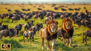 4K African Wildlife: The World's Greatest Migration from Tanzania to Kenya With Real Sounds #31