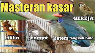 masteran murai batu full isian tembakan, | masteran murai batu full isian