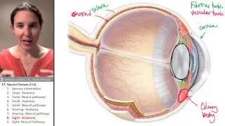 Special Senses 8- Visual anatomy