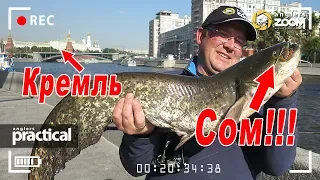 СОМ!!! Трофей спиннингиста в городе. А.Рыжов. Anglers Practical