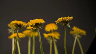 [4K Ultra HD] Sunflower Fields - Beautiful Natural Scenery with Nature Sounds