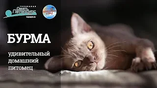 Бурма — удивительный домашний питомец