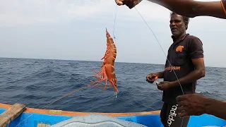 Giant Trevally Fishes Caught Using Live Prawns