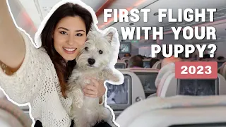 How To Fly With Your Dog In The Cabin In 2023 | Our experience bringing our Westie puppy on a plane