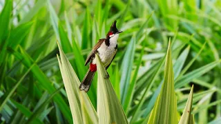 Beautiful Birds Chirping - Calming Nature Sounds 10 Hour | Relaxing Birds Sound, Stress Relief