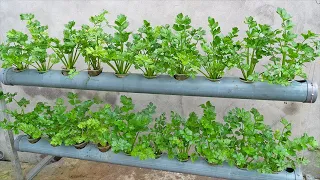 Growing hydroponic celery doesn't cost a penny and the yield is high
