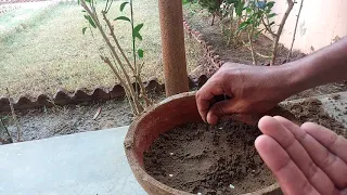 How To Grow Saffron Plant From Seed At Home | Zafaran | Growing Saffron Seed