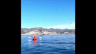 В Калифорнии кит чуть не проглотил каякершу