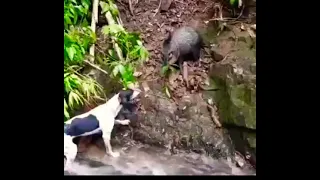 😨 a CAPYBARA Hunted by 3 Desesperad dogs Dogs 🐶