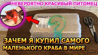 НЕ УПАДИТЕ УВИДЕВ ЕГО! Купил Редкого и Неприхотливого питомца! Краб Красный дьявол