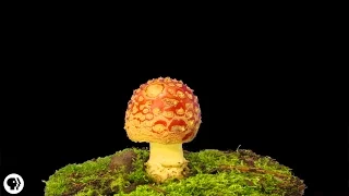 Plants Use An Internet Made of Fungus