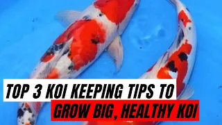 How to grow koi big .... quickly !!