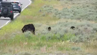 Tourists Sprint Toward Bear and Cubs in Yellowstone