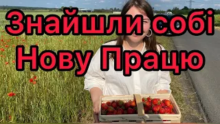 Збирали полуницю в Польщі за гроші. Скільки коштує? Де шукати
