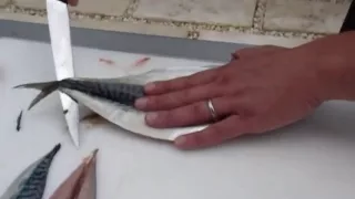 Passionate About Fish - How to fillet a Mackerel