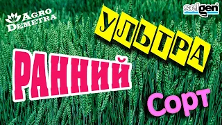 Обзор ультрараннего сорта озимой пшеницы "Юлия"