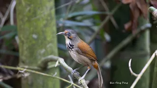 大彎嘴的鳴叫聲/Black-necklaced Scimitar Babbler Calling