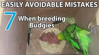 7 easily AVOIDABLE MISTAKES when breeding budgies