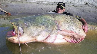 10 BIGGEST Fish Ever Caught
