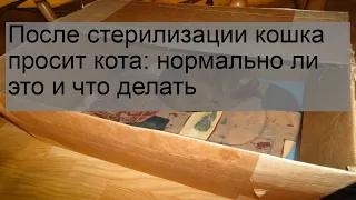 После стерилизации кошка просит кота: нормально ли это и что делать