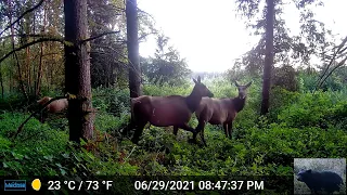 Roosevelt Elk Herd Walking by Camera Video 2