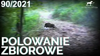 SUDECKA OSTOJA 90/2021 Polowanie Zbiorowe. Driven Hunt in Poland. chasse en Battue de sanglier