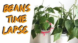 The Life of Beans - Seed to Harvest Time Lapse