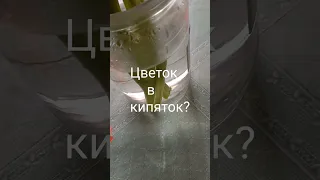 Завариваем цветы в кипятке