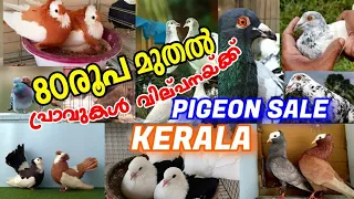 💖80രൂപ മുതൽ പ്രാവുകൾ💜Fancy Pigeon Sale Kerala🔥Low Rate Pets Sale Kerala❤️Pravu Valarthal🥰Nadan Pravu