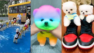 Tik Tok Chó Phốc Sóc Mini 😍 Funny and Cute Pomeranian #179