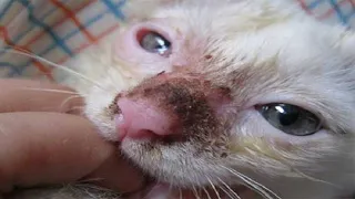 Rescue the poor kitten abandoned on the street | He was seriously injured