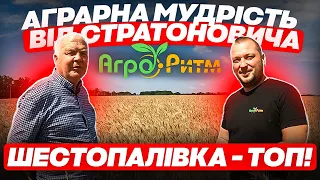 ПШЕНИЦЯ ШЕСТОПАЛІВКА - ДУЖЕ АКТУАЛЬНА ЗАРАЗ.АГРАРНА МУДРІСТЬ ВІД СТРАТОНОВИЧА!