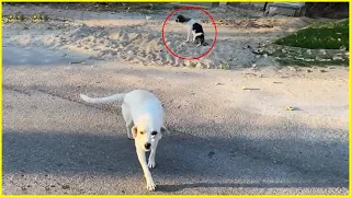 Begging every passerby in vain, Poor dog watching her pup became paralyzed day by day