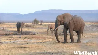 WildEarth - Sunset Safari - 18 August 2023